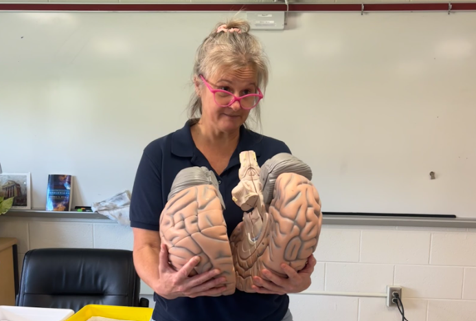 Melanie Morris explains to her AP Psychology class the function of the corpus callosum, using a 3D structure of the brain.