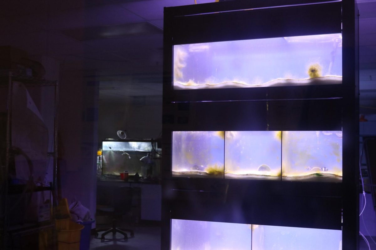 A glowing oceanography tank in a room full of darkness, after the power went out. “We had a bunch of lab equipment lying around, [so] we needed to make sure everyone was safe in the lab,” Kelly said.